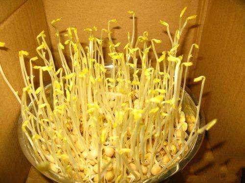 奇异果app：细君正在尿不湿上种上了芽菜滋味竟比家里种的还厚味！(图4)